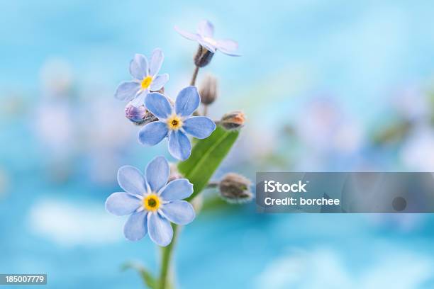 Photo libre de droit de Moi Pas Oublier banque d'images et plus d'images libres de droit de Myosotis - Myosotis, Fond, Arbre en fleurs