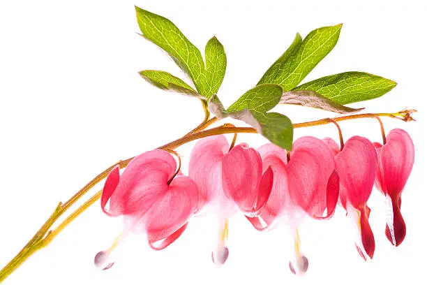 Bunch of  back lit bleeding heart flower macro isolated on white background. High key image with copy spacePlease see my back lit flower images in the below light box more options: