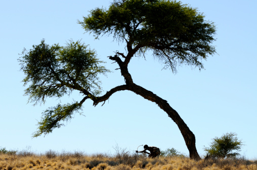 A Kalahari bushman from the !Khomani tribe stalking against the backdrop of a camel thorn tree close to the Botswana border