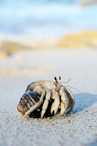 Hermit crab inside shell on the beach