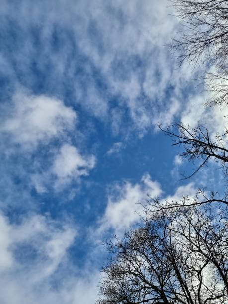 Dry tree on blue sky stock photo