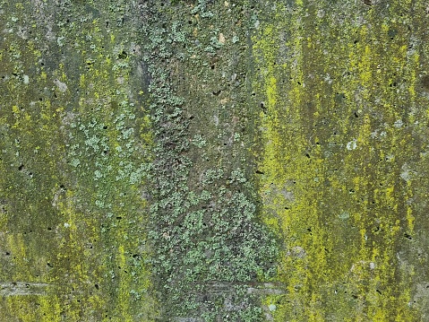 Moss background on wall