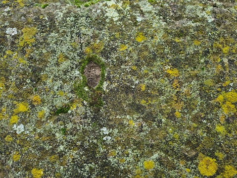 Moss on the Wall