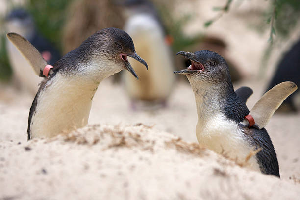 австралийский фея пингвинов - fairy penguin стоковые фото и изображения