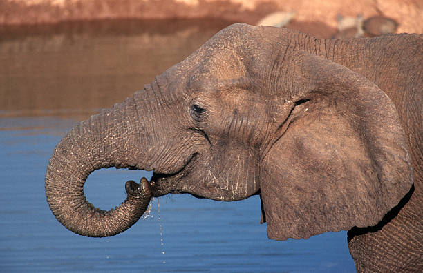 istock South Africa, African elephant. 185008162