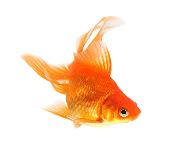 A goldfish swimming with a white background  Goldfish on a white background cyprinidae photos stock pictures, royalty-free photos & images