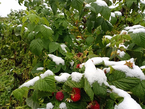 Snow covered the raspberry plantation. Snow on green raspberry bushes with red berries. Delicious berries