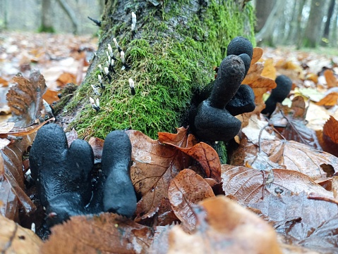Black poisonous mushrooms and parasites grow at the foot of the old moss covering of stumps. Autumn collection of mushrooms in the forest. Forest poisonous mushrooms and their species.