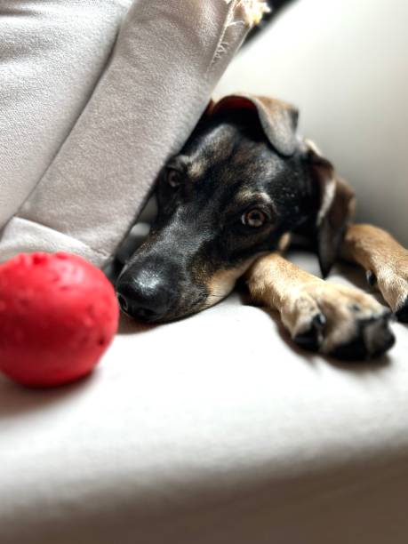 istock Sleepy dog with its toy after playing 1850083457