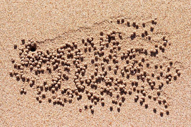 istock Sand pebbles of sandworm on beach 185008393