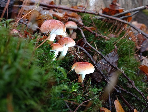 A group of beautiful toadstools in green moss in an autumn forest. Natural backgrounds and textures.