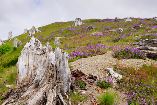 Plants regrow years after the devastating blast from the eruption of Mt. St. Helens.
