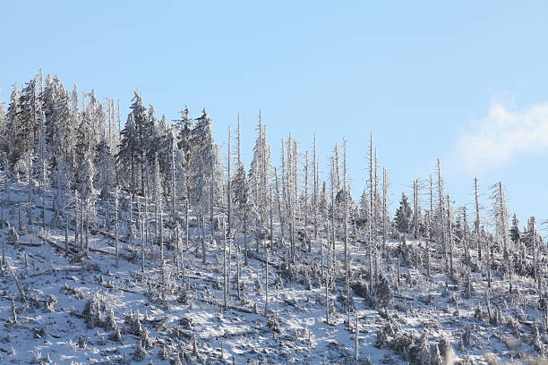 winter landscape with firs and white snow