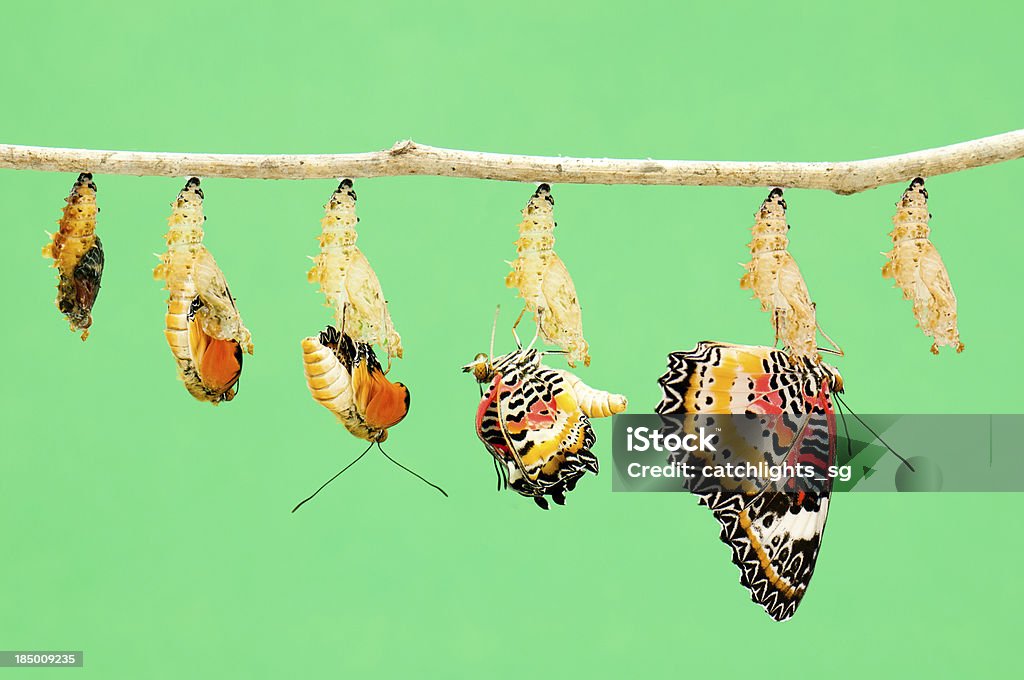 Metamorphosis de papillon - Photo de Papillon libre de droits