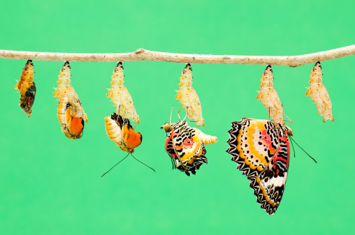 A composit of various views of a Leopard Lacewing Butterfly emerging from it's chrysalis