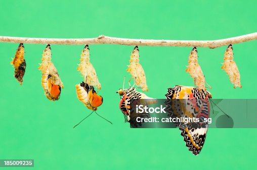 istock Metamorphosis of butterfly 185009235