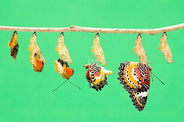 Photo of Metamorphosis of butterfly