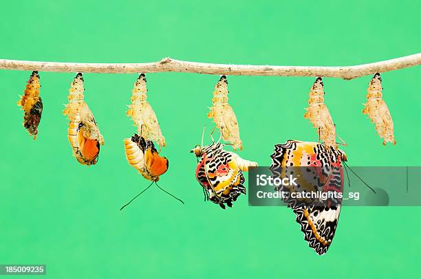 Metamorphosis Z Butterfly - zdjęcia stockowe i więcej obrazów Motyl - Motyl, Zmiana, Kokon
