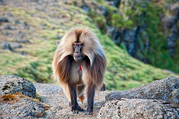 Gelada Baboon in the Simien Mountains "Wildlife shot of a Gelada Baboon (Theropithecus gelada) in his natural habitat in the Semien Mountains National Park in Northern Ethiopia. The Gelada is endemic in the Ethiopian Highlands. Geladas can be easily identified by the ared heartaA aa this red patch of skin is on the chest, itA's shaped like an hourglass and is mostly in a bright red colour surrounded by white hair. Geladas are the only true grazing monkeys. See my other pictures of these series:" baboon photos stock pictures, royalty-free photos & images