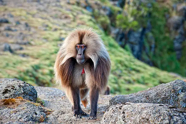 "Wildlife shot of a Gelada Baboon (Theropithecus gelada) in his natural habitat in the Semien Mountains National Park in Northern Ethiopia. The Gelada is endemic in the Ethiopian Highlands. Geladas can be easily identified by the ared heartaA aa this red patch of skin is on the chest, itA's shaped like an hourglass and is mostly in a bright red colour surrounded by white hair. Geladas are the only true grazing monkeys. See my other pictures of these series:"