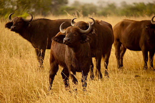 istock Young Buffaloes in Murchison Falls National Park 185009291