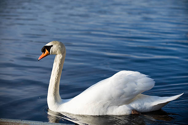 Swimming swan stock photo