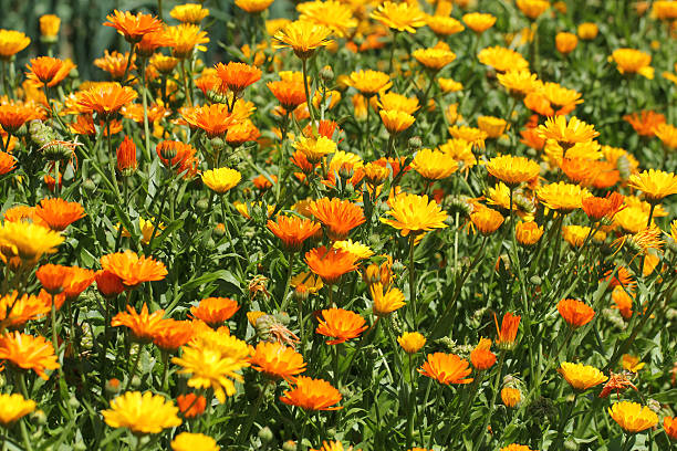 calendula officinalis - flower blumenwiese meadow flower head photos et images de collection