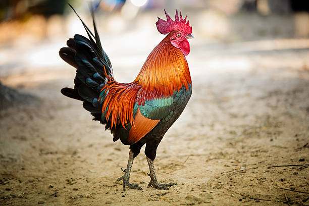 Rooster Rooster in the morning light cockerel photos stock pictures, royalty-free photos & images