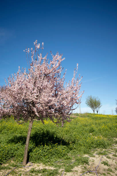 Almond tree in bloom. stock photo