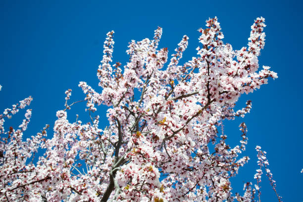 Amendoeira em flor. - foto de acervo