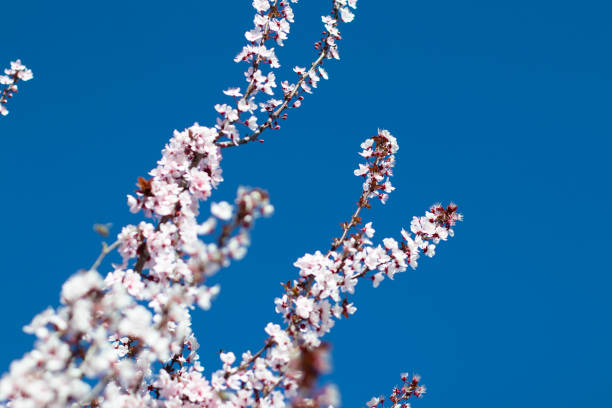 Almond tree in bloom. stock photo