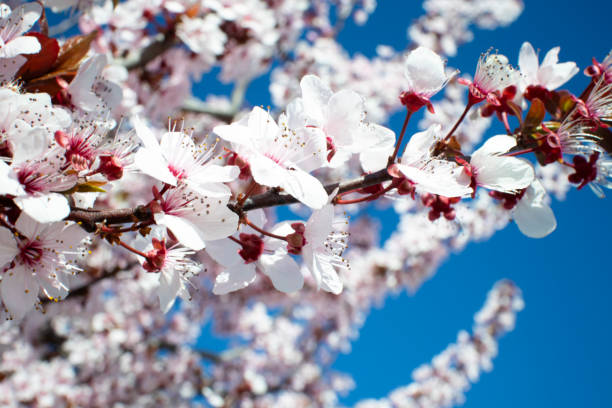 Almond tree in bloom. stock photo