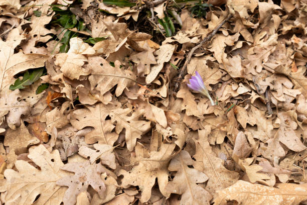 Saffron flower on oak leaves stock photo