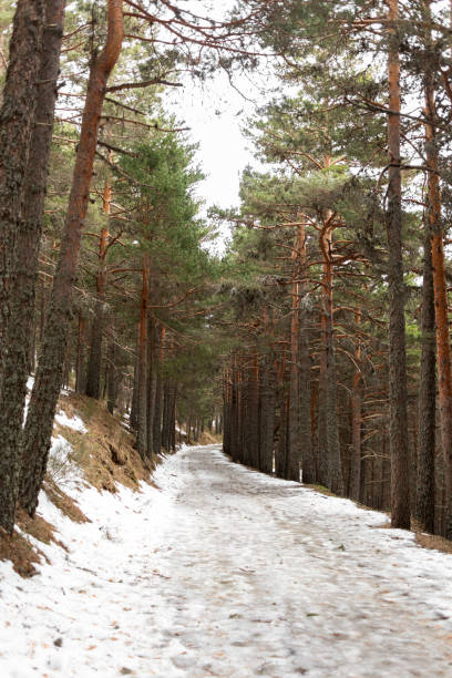 Snowy road surrounded by pine trees. stock photo