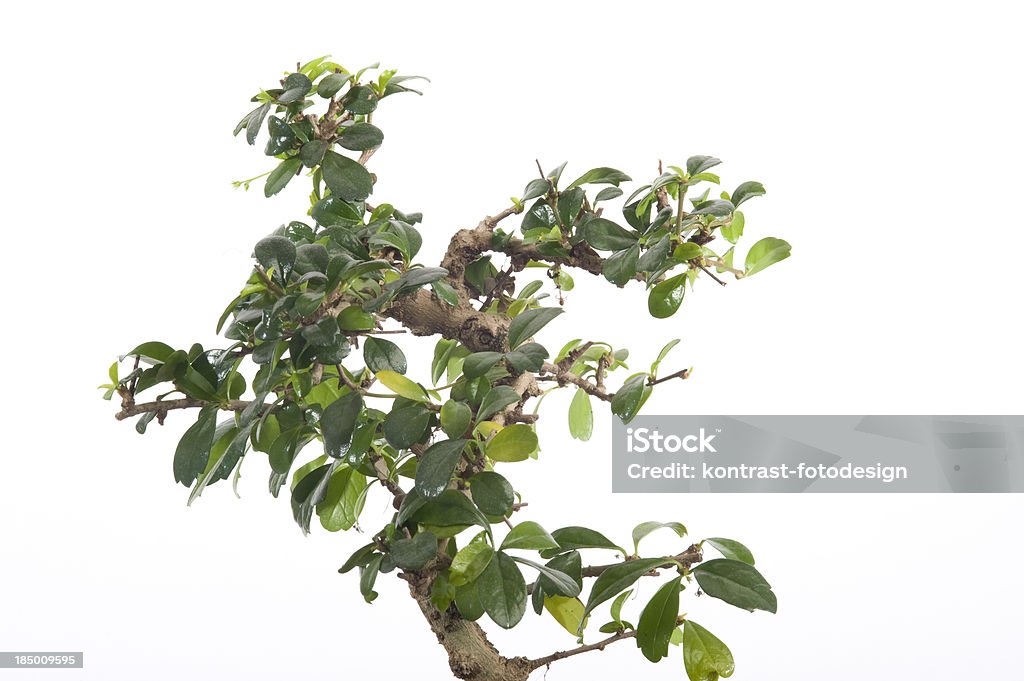 Ficus bonsai - Foto stock royalty-free di Albero di fico