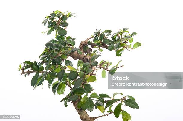 Ficus Bonsai - Fotografie stock e altre immagini di Albero di fico - Albero di fico, Bonsai, Composizione orizzontale