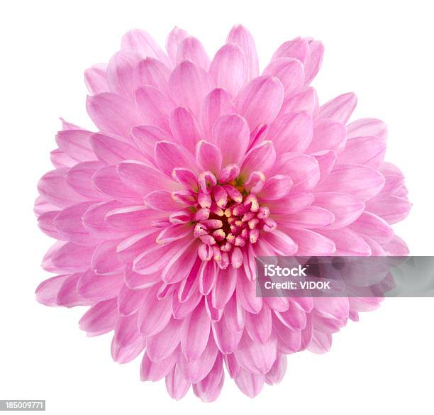 Chrysantheme Stockfoto und mehr Bilder von Baumblüte - Baumblüte, Blume, Blüte