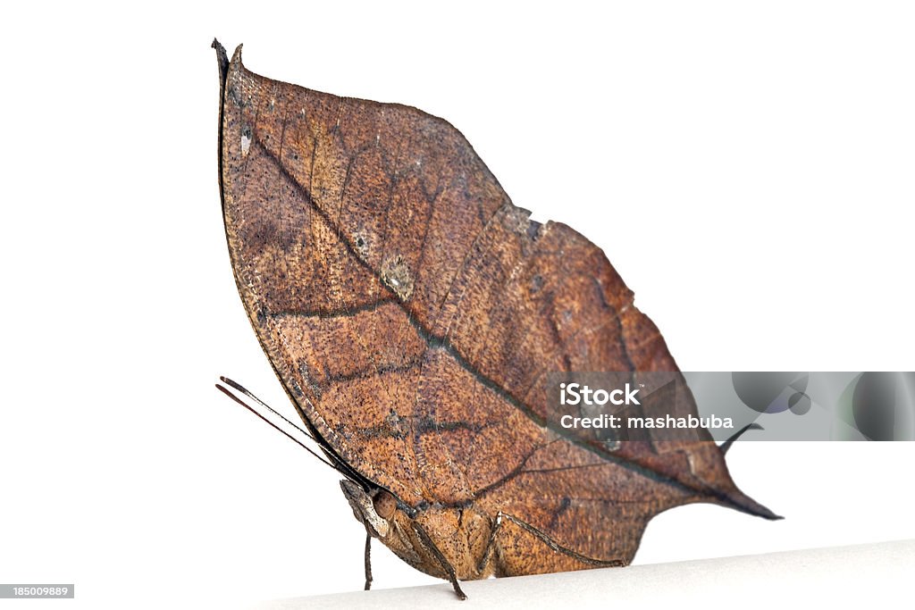 Mariposa Como Secas Con Hojas Del Árbol Foto de stock y más banco de imágenes de Ala de animal - Ala de animal, Alas desplegadas, Animal - iStock Mariposa Como Secas Con Hojas Del Árbol Foto de stock y más banco de imágenes de Ala de animal - Ala de animal, Alas desplegadas, Animal - iStock