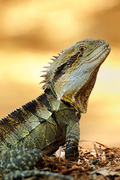 восточные воды дракон с тиснением под ящерицу - water monitor стоковые фото и изображения