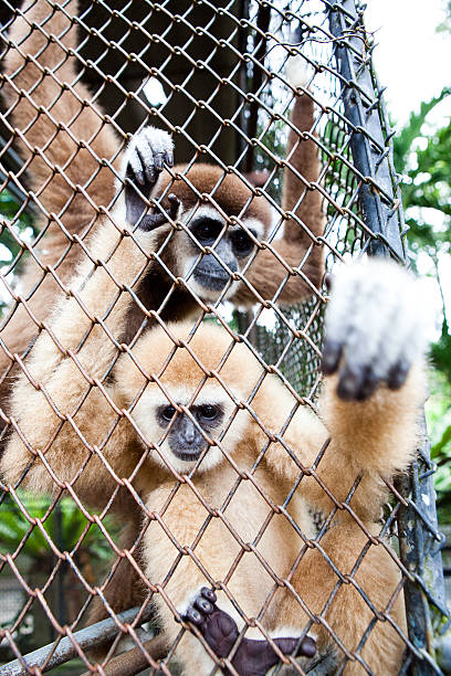 istock Family of monkeys 185009931