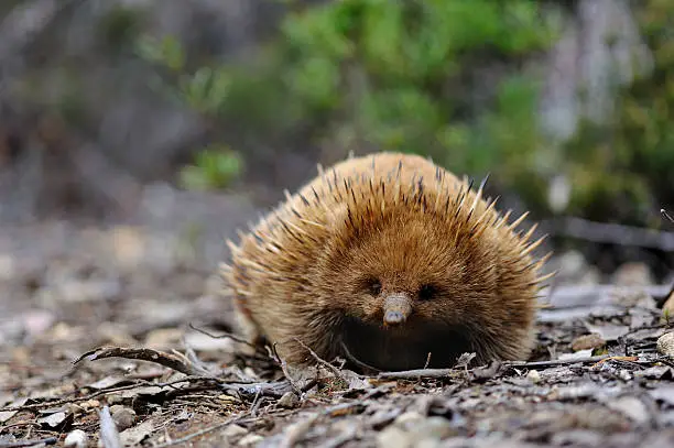 "Echidna in a forest, Tasmania, Australia,Related images:"