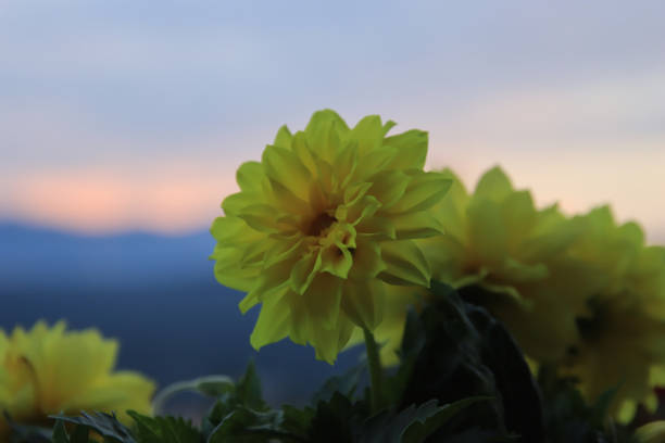 A close-up  of a beautiful dahlia in a garden. Shot with a Canon 5D Mark IV.