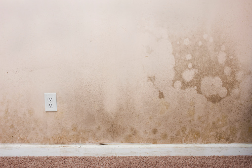 Mold on the walls and baseboard trim in the basement of a home from water leaking. This contributes to interior air pollution in the home, which can lead to respiratory problems.