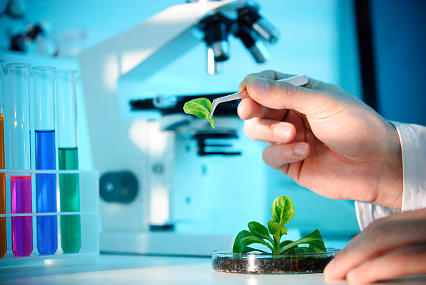 biotecnologia - agrigulture foto e immagini stock