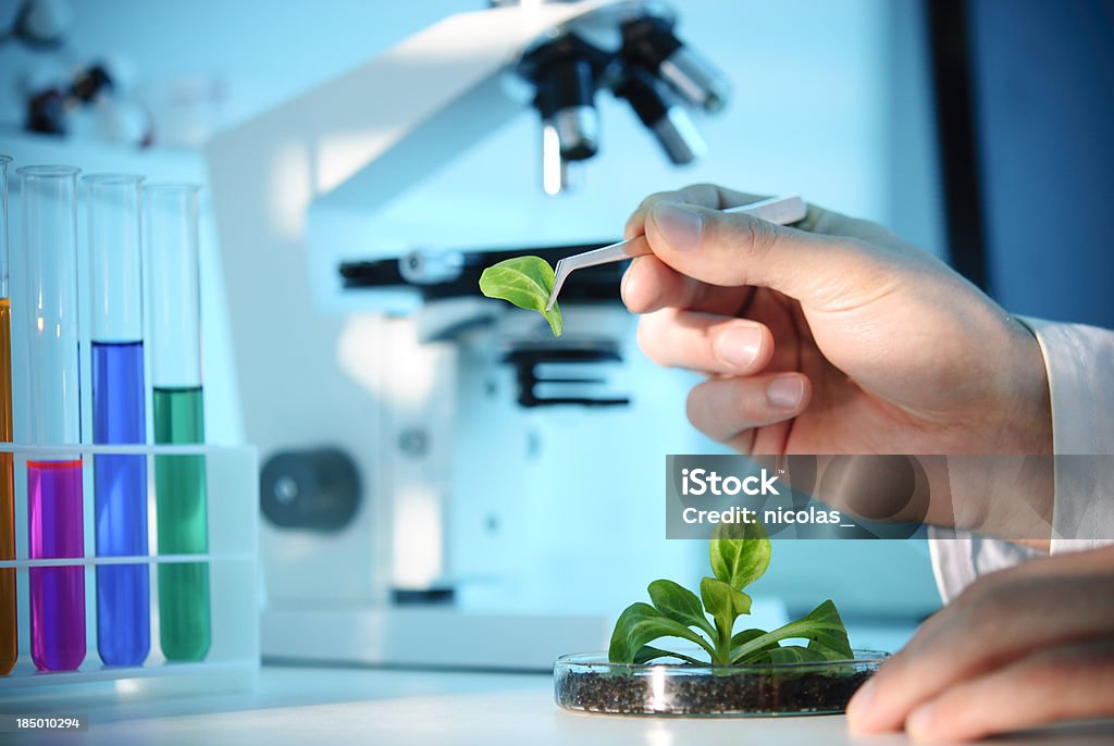 Biotechnology A scientist examining parts of a plantFor more science related images see this lightbox: Food Stock Photo