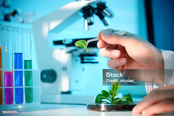 Biotechnologia - zdjęcia stockowe i więcej obrazów Eksperyment naukowy - Eksperyment naukowy, Jedzenie, Laboratorium