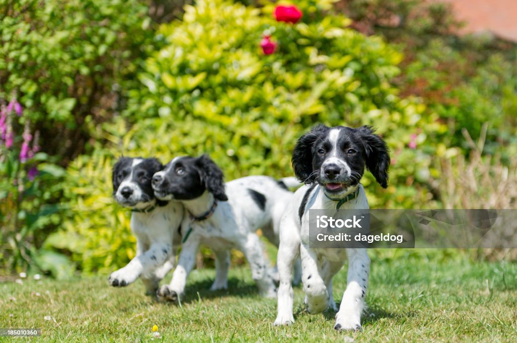 Amizade e divertido - Royalty-free Cachorrinho Foto de stock