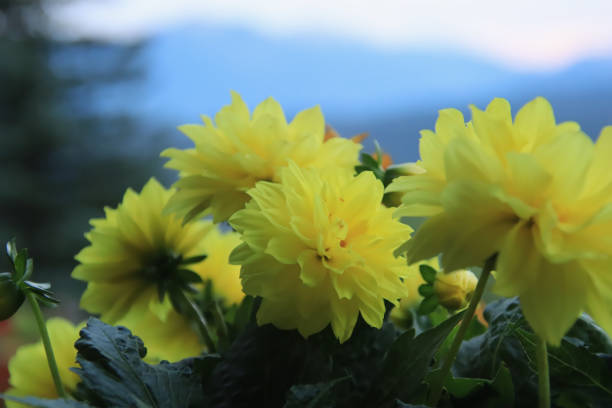Yellow Dahlias in front of sunrise