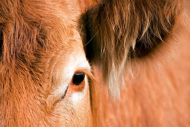 istock Close up of curious cow 185010449