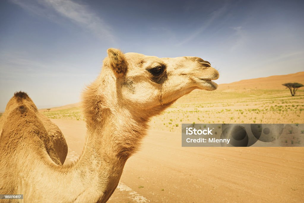 La vida silvestre de camellos en el desierto animales retrato - Foto de stock de Aire libre libre de derechos